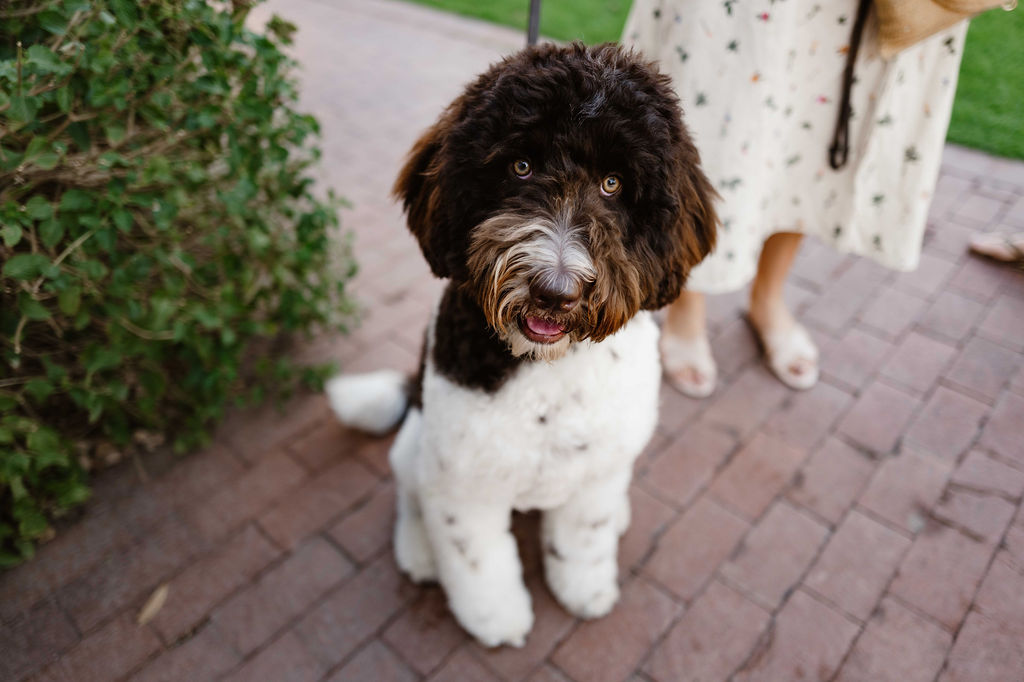 10 Creative Ways to Incorporate Your Pet into Your Wedding